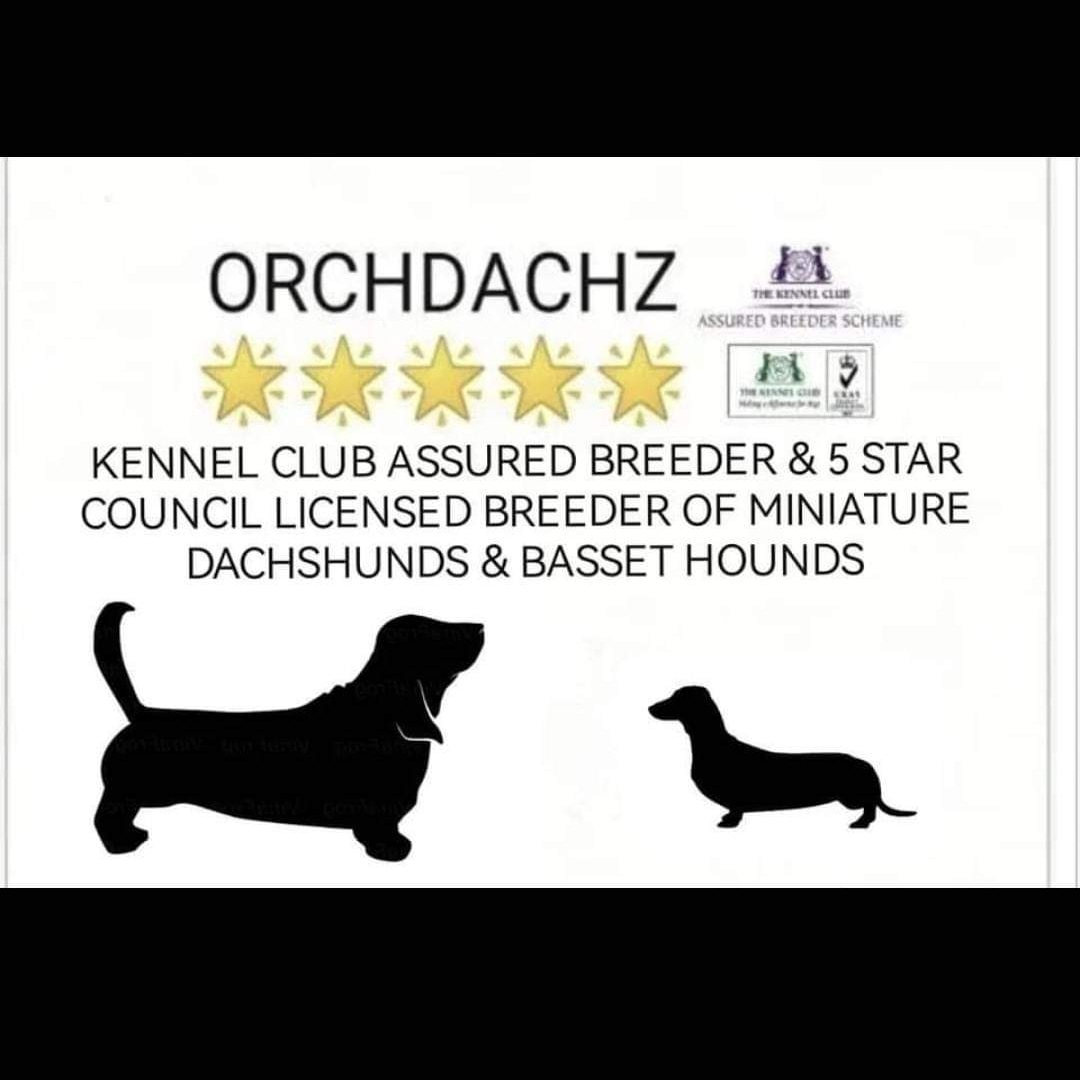 Kennel club discount assured breeders list